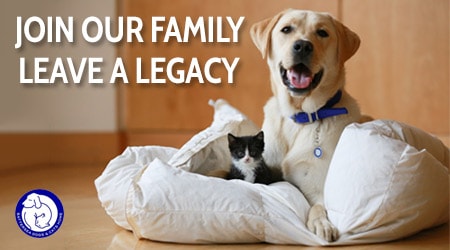 Banner Click Here To Change Lives Battersea Dogs & Cats Home!